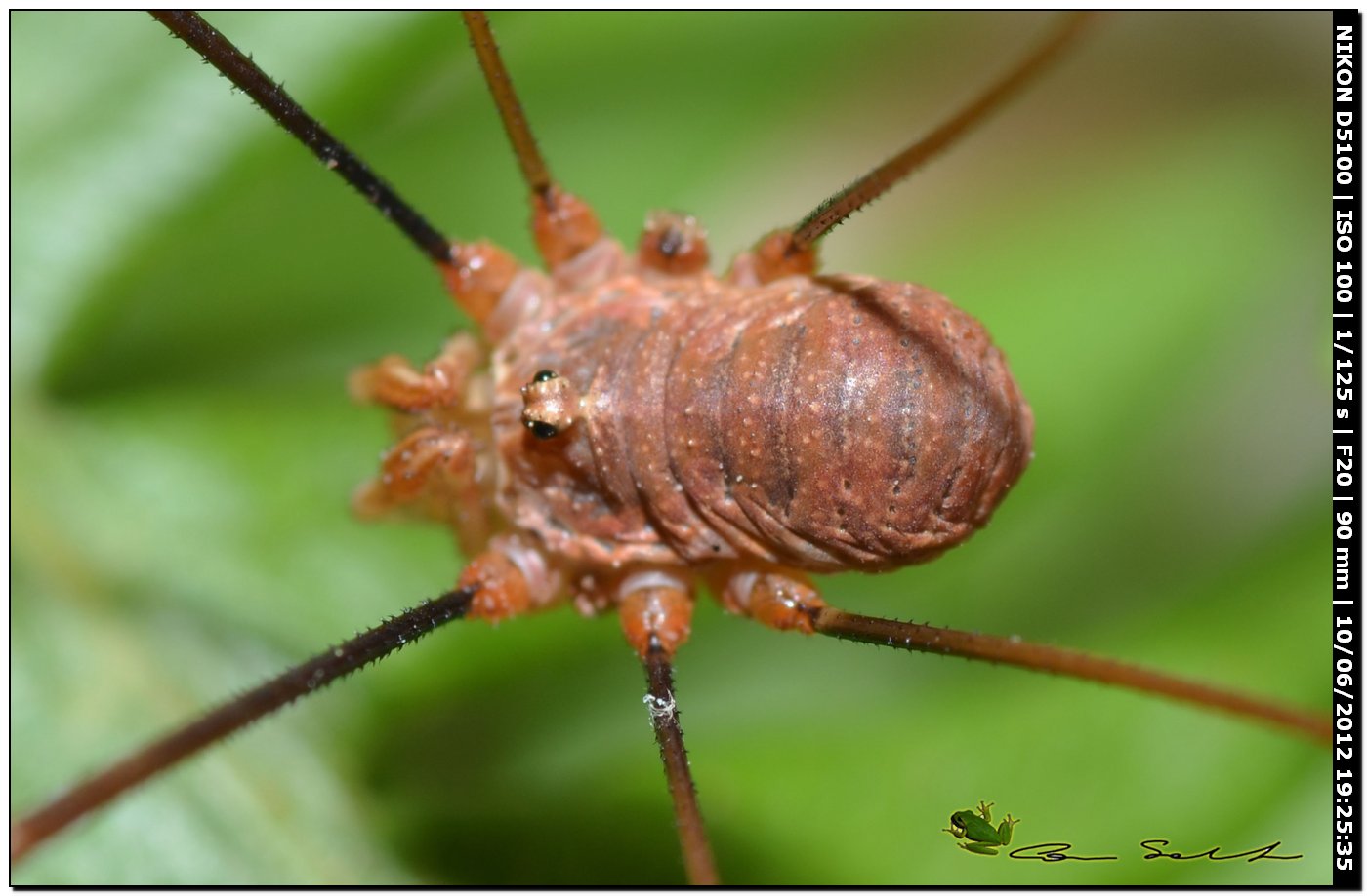 Dasylobus argentatus da Villanova Monteleone No 161